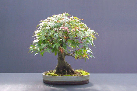Acer palmatum/ Mountain Maple bonsai